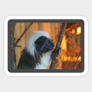 Cotton - Top Tamarin Sticker